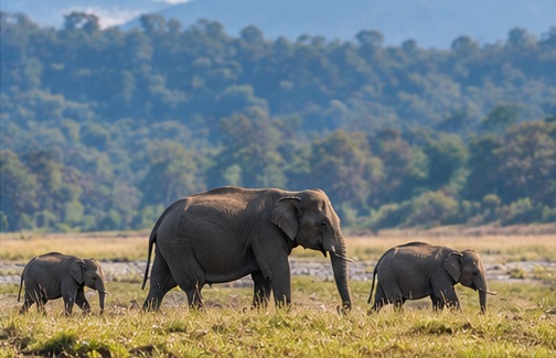 Confirmed Corbett safari travel experience
