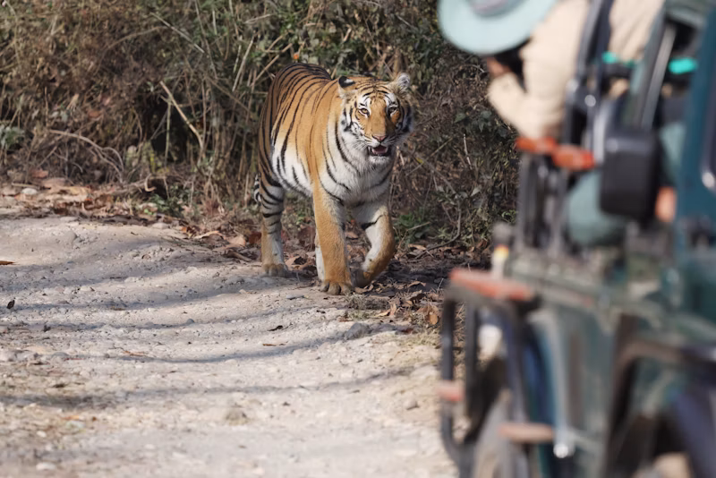 Morning Safari